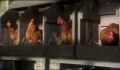 dr dolittle 3-avi_454.jpg